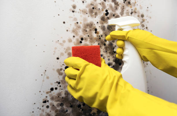 Office Mold Removal Services in Abbeville, LA